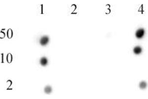 CENP-A phospho Ser18 antibody (pAb) tested by dot blot analysis. (CENPA antibody  (pSer16, pSer18))