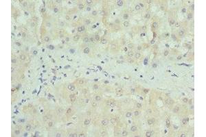 Immunohistochemistry of paraffin-embedded human liver tissue using ABIN7160326 at dilution of 1:100 (PAICS antibody  (AA 176-425))