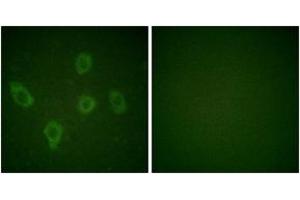 Immunofluorescence (IF) image for anti-Caspase 9, Apoptosis-Related Cysteine Peptidase (CASP9) (AA 91-140) antibody (ABIN1532234)