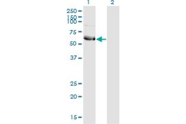 HSFY1 antibody  (AA 1-99)