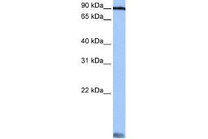 WB Suggested Anti-AARS Antibody Titration:  0. (AARS antibody  (C-Term))