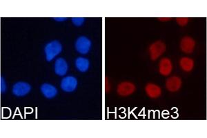 Immunofluorescence analysis of 293T cells using Trimethyl-Histone H3-K4 antibody (ABIN5969804). (Histone 3 antibody  (H3K4me3))