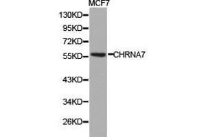 Western Blotting (WB) image for anti-Cholinergic Receptor, Nicotinic, alpha 7 (Neuronal) (CHRNA7) antibody (ABIN1871856) (CHRNA7 antibody)