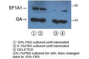 Western Blotting (WB) image for anti-Eukaryotic Translation Elongation Factor 1 alpha 1 (EEF1A1) antibody (ABIN3002704) (eEF1A1 antibody)