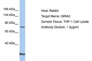 Host: Rabbit Target Name: GRIA2 Sample Type: THP-1 Whole Cell lysates Antibody Dilution: 1. (GRIA2 antibody  (N-Term))