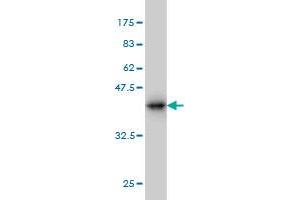 Western Blot detection against Immunogen (36. (Neuregulin 2 antibody  (AA 116-215))