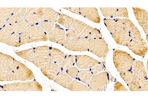 Detection of NT5C in Mouse Skeletal muscle Tissue using Polyclonal Antibody to 5',3'-Nucleotidase, Cytosolic (NT5C) (NT5C antibody  (AA 12-200))
