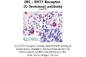 Image no. 1 for anti-5-Hydroxytryptamine (serotonin) Receptor 7 (Adenylate Cyclase-Coupled) (HTR7) (C-Term) antibody (ABIN1731386) (HTR7 antibody  (C-Term))