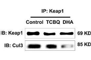 This image was generously provided by Yang Song, Ph. (KEAP1 antibody  (AA 65-160))