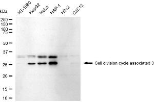 Western blotting analysis using Cell division cycle associated 3 antibody (ABIN7798018).