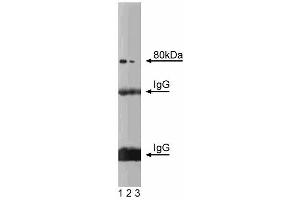 Western blot analysis of CD98HC on rat liver lysate. (SLC3A2 antibody  (AA 9-204))