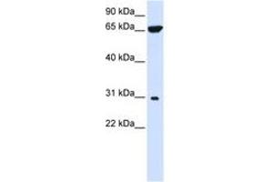 Image no. 1 for anti-Protein tyrosine Phosphatase-Like A Domain Containing 2 (PTPLAD2) (AA 72-121) antibody (ABIN6740888) (PTPLAD2 antibody  (AA 72-121))