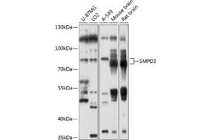 Western blot analysis of extracts of various cell lines, using SMPD3 antibody (ABIN6128775, ABIN6148146, ABIN6148147 and ABIN6214354) at 1:1000 dilution.