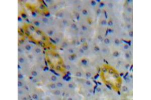 Used in DAB staining on fromalin fixed paraffin-embedded Kidney tissue (Granulin antibody  (AA 234-419))