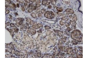 Image no. 1 for anti-Ankyrin Repeat and SOCS Box Containing 8 (ASB8) (AA 179-289) antibody (ABIN599610) (ASB8 antibody  (AA 179-289))