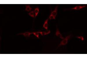 ABIN6274596 staining HepG2 by IF/ICC. (CDH15 antibody  (N-Term))