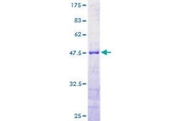 Reticulon 1 Protein (RTN1) (AA 1-208) (GST tag)