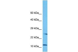 Host:  Rabbit  Target Name:  NNAT  Sample Tissue:  Human HepG2 Whole Cell  Antibody Dilution:  1ug/ml (Neuronatin (NNAT) (Middle Region) antibody)