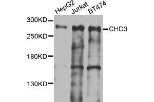 Western blot analysis of extracts of various cells, using CHD3 antibody. (CHD3 antibody)