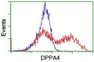 Image no. 2 for anti-Developmental Pluripotency Associated 4 (DPPA4) (AA 9-254) antibody (ABIN1491699) (DPPA4 antibody  (AA 9-254))