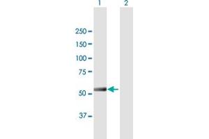 Western Blot analysis of IFIT5 expression in transfected 293T cell line by IFIT5 MaxPab polyclonal antibody. (IFIT5 antibody  (AA 1-482))