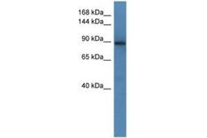 Image no. 1 for anti-SLIT-ROBO rho GTPase Activating Protein 1 (SRGAP1) (AA 673-720) antibody (ABIN6746511) (SRGAP1 antibody  (AA 673-720))