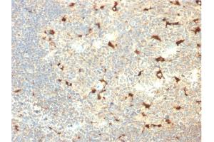 Formalin-fixed, paraffin-embedded human Tonsil stained with CD68 Mouse Monoclonal Antibody (C68/2709). (CD68 antibody  (AA 150-221))