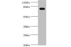 Western blot, All lanes: BACH1 antibody at 2ug/ml + Mouse thymus tissue. (BACH1 antibody  (AA 1-320))