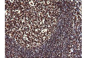 Image no. 1 for anti-Non-POU Domain Containing, Octamer-Binding (NONO) (AA 184-385) antibody (ABIN1491072) (NONO antibody  (AA 184-385))
