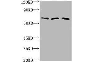 PHACTR1 antibody  (AA 263-387)