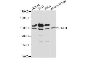 Western blot analysis of extracts of various cell lines, using UIMC1 antibody (ABIN6291037) at 1:3000 dilution.