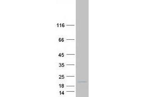 Validation with Western Blot (MRPL30 Protein (Transcript Variant 3) (Myc-DYKDDDDK Tag))