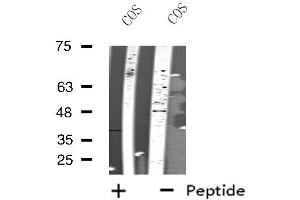 Western blot analysis of extracts from COS cells, using NLE1 antibody. (NLE1 antibody  (Internal Region))