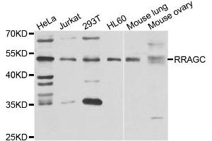 Western blot analysis of extracts of various cell lines, using RRAGC antibody. (GTR2 antibody)