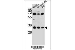 Western blot analysis in HepG2,MDA-MB453,293 cell line lysates (35ug/lane). (OR2T3 antibody  (C-Term))