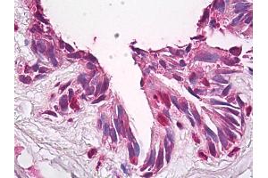 Anti-FUZ / FY antibody IHC of human lung. (FUZ antibody  (AA 338-355))