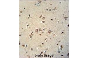 NI antibody (N-term) (ABIN654036 and ABIN2843947) immunohistochemistry analysis in formalin fixed and paraffin embedded human brain tissue followed by peroxidase conjugation of the secondary antibody and DAB staining. (NIPAL4 antibody  (N-Term))