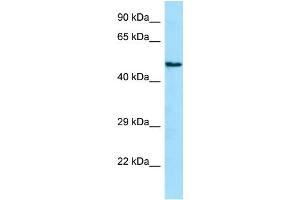 WB Suggested Anti-ANGPTL1 Antibody Titration: 1.