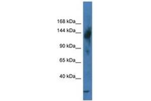 Image no. 1 for anti-Transcriptional Regulating Factor 1 (TRERF1) (N-Term) antibody (ABIN6747211) (TRERF1 antibody  (N-Term))
