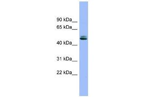 WB Suggested Anti-SPINT1 Antibody Titration:  0.