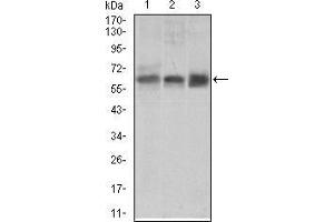 Western Blotting (WB) image for anti-Bone Morphogenetic Protein Receptor 1A (BMPR1A) (AA 179-378) antibody (ABIN1724745)