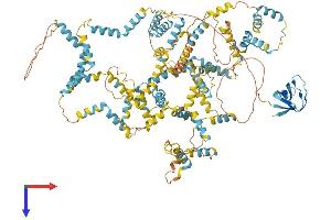 Nebulette Protein (NEBL) (AA 1-1014) (His tag)