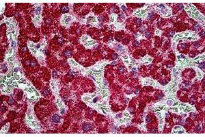 Human Liver: Formalin-Fixed, Paraffin-Embedded (FFPE) (TBC1D10A antibody  (AA 2-14))