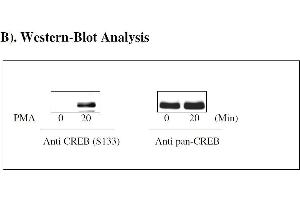 CREB1 ELISA Kit