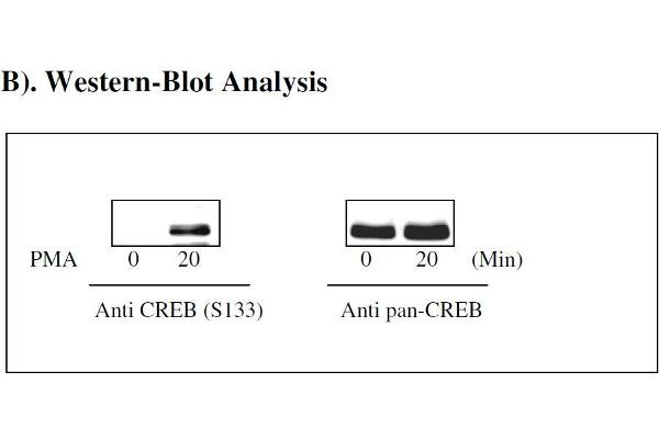 CREB1 ELISA Kit