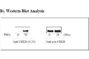 Image no. 4 for cAMP Responsive Element Binding Protein 1 (CREB1) ELISA Kit (ABIN1981780) (CREB1 ELISA Kit)