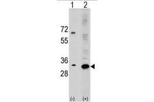 Image no. 3 for anti-Ribosomal Protein S6 (RPS6) (N-Term) antibody (ABIN357338) (RPS6 antibody  (N-Term))