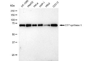 Western blotting analysis using CTP synthase 1 antibody (ABIN7798174). (Recombinant CTP Synthase antibody)