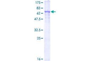 TUBA3C Protein (AA 1-418) (GST tag)