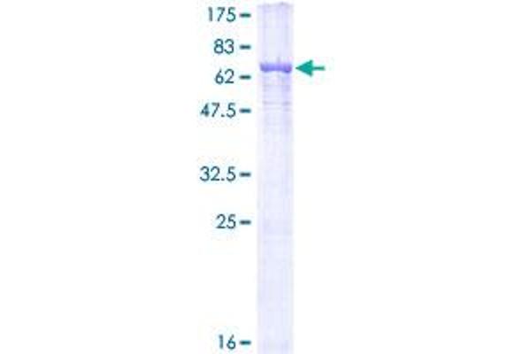 TUBA3C Protein (AA 1-418) (GST tag)